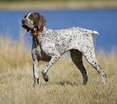 german shorthaired pointer puppies and