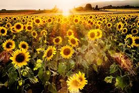 Original Photo Sunflower Field At