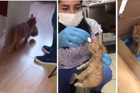 Cute kitten pictures as far as the eye can see. Mama Cat Rushed Her Kitten With An Eye Infection Into A Hospital And Asked For Help Upworthy