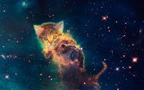 cool galaxy cat wallpapers top free