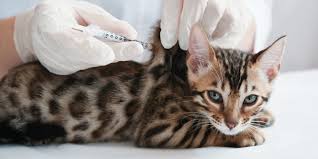 vitamin b12 for cats overview dosage
