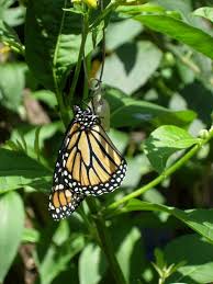 protecting monarch caterpillars