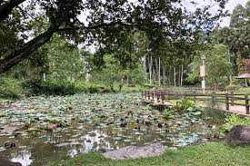 bishan ang mo kio park a nature walk