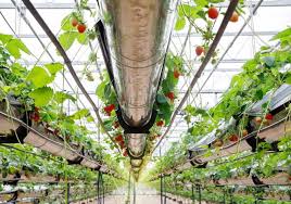مشخصات یک گلخانه های‌تک (High-tech) چیست؟ - Betterfarm