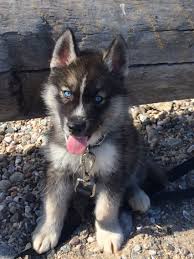 We did not find results for: Indiana Jones An Agouti Colored Siberian Husky At 9 Weeks Old Dogs Siberian Husky Cute Dogs And Puppies