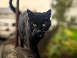 All orders are custom made and most ship worldwide within 24 hours. Bombay Cat Full Profile History And Care