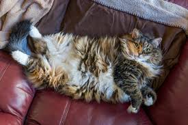 how to know if your cat is overweight