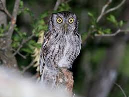 Eastern Screech Owl Identification All About Birds Cornell