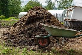 using cow manure in vegetable garden