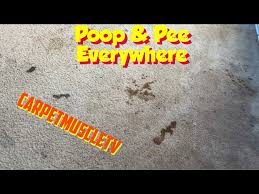 poo carpet cleaning disgusting