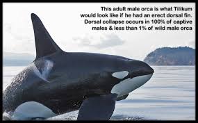 Voice of the Orcas on Twitter: 