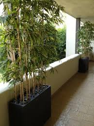 Artificial Bamboo Plantings Growing