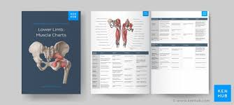 muscle anatomy reference charts free