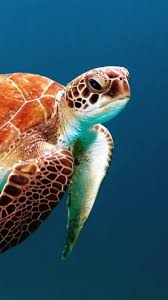 750x1334 turtle reptile underwater
