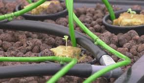 Can Hydroponics Help Food Insecurity In