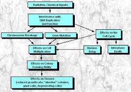 The stochastic effects are those for what the probability of occurrence is function of the doses. Radiobiology