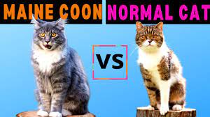 maine cat vs normal cat should
