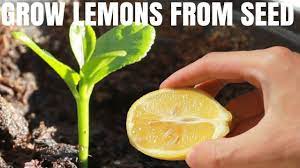 grow a lemon tree from seed diy video
