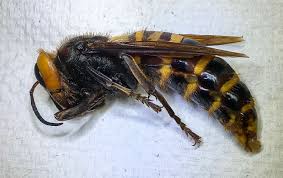 first male hornet has been