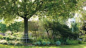 best trees for shade including fast