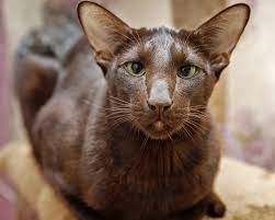 Кошка гавана браун - редкая в кошачьем мире, и вы должны это понимать. Быть  владельцем такой уникальной породы - особое удовольствие.