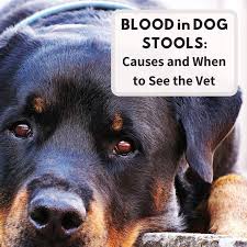 16 causes of blood in dog stool