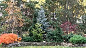 Cold Loving Conifers For Your Garden