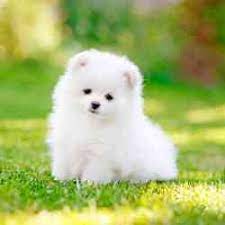 top pet s for pomeranian dog in