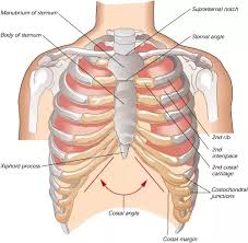 Introduction to the structure of the ribcage and ribs: Is It Normal If The Bottom Part Of My Ribcage Can Pop Out Quora