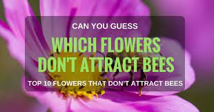 Deer also usually avoid plants with thick, leathery or spiky textures. Can You Guess Which Flowers Don T Attract Bees Top 10 Flowers That Don T Attract Bees Garden Ambition