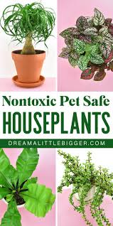Nontoxic Houseplants Safe For Cats And