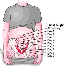 Good Picture To Show Normal Uterine Involution After