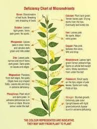 Have A Sick Plant Look At This Chart To See What Could Be