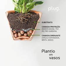 O cultivo de plantas em vasos nos permite ter dentro de casa as mais variadas espécies. Costela De Adao Descubra Como E Facil Cuidar Dessa Planta Tendencia