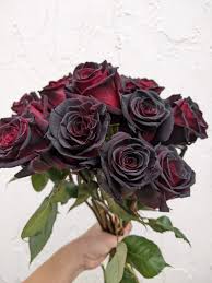 dozen black roses denver florist diz s