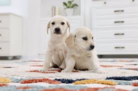 how to keep carpets clean with pets in