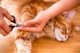 kitty claw control how and when to cut