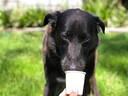 homemade frosty paws for your dog