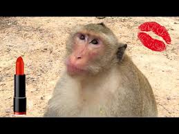 makeup on monkeys you