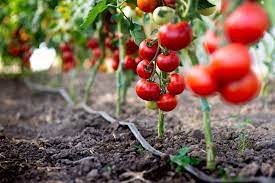21 Creative Tomato Garden Ideas
