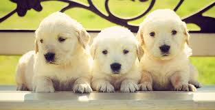 Affordable pure & hybrid designer hypoallergenic non shedding dog breeds or puppies are available for sale from local reputable breeders in georgia. 10 Best Golden Retriever Breeders In The Usa Dogblend