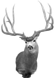 Cliff is a registered outfitter in the state of colorado, guiding and outfitting over 80 hunters a year for elk, bighorns and mule deer in the white river national forest and flat tops wilderness area of the rocky mountains. Field Judging Mule Deer And Blacktails Boone And Crockett Club