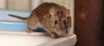 Mice Prevention Exclusion In