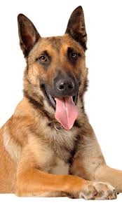 The belgian malinois story is one of a truly adaptable working dog. Belgian Malinois Training Characteristics More