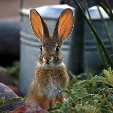 Keep Squirrels Rabbits And Rodents