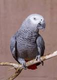 Image result for About African Grey Congo Parrot