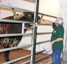 Texas Longhorn Cattle For Fun And
