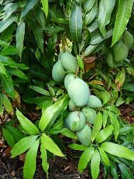 growing mangoes
