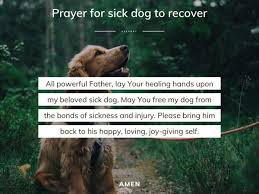 prayer for sick dog to recover avepray