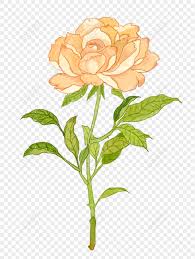 beautiful rose yellow rose flower rose
